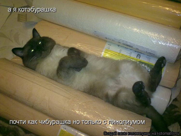 Котоматрица: а я котэбурашка почти как чибурашка но только с линолиумом