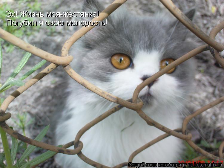 Котоматрица: Эх! Жизнь моя-жестянка! Погубил я свою молодость!