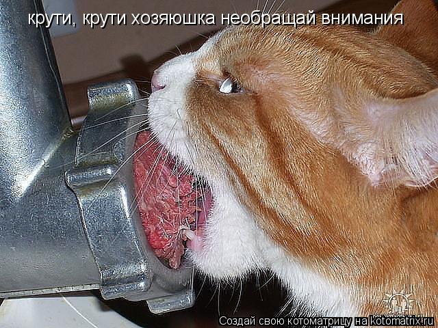 Котоматрица: крути, крути хозяюшка необращай внимания