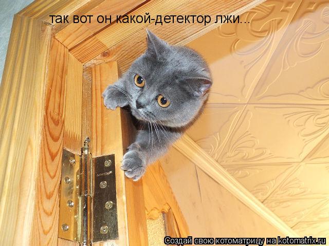 Котоматрица: так вот он какой-детектор лжи...