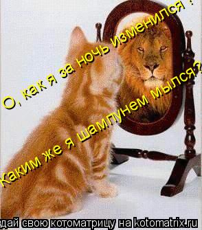 Котоматрица: О, как я за ночь изменился ! Каким же я шампунем мылся?