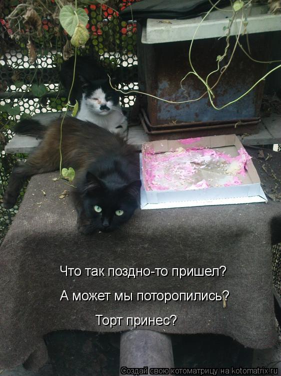Котоматрица: Что так поздно-то пришел? А может мы поторопились? Торт принес?