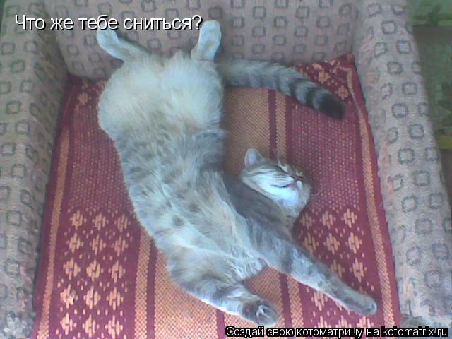Котоматрица: Что же тебе сниться?