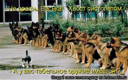 Котоматрица: - Не дрефь, Васька... Хвост пистолетом !...  - А у вас табельное оружие имеется ?