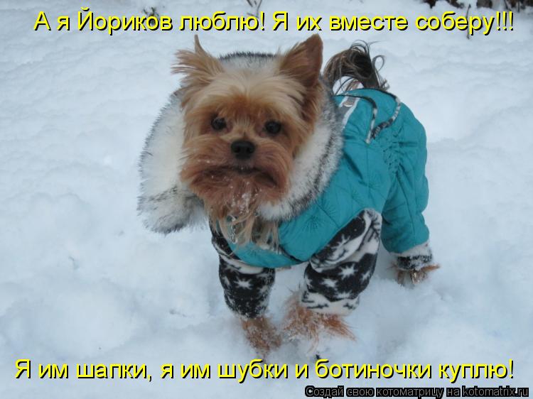 Котоматрица: А я Йориков люблю! Я их вместе соберу!!! Я им шапки, я им шубки и ботиночки куплю!