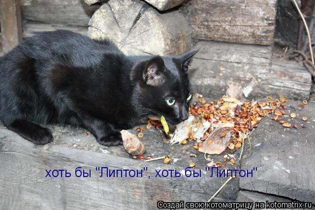 Котоматрица: хоть бы "Липтон", хоть бы "Липтон"