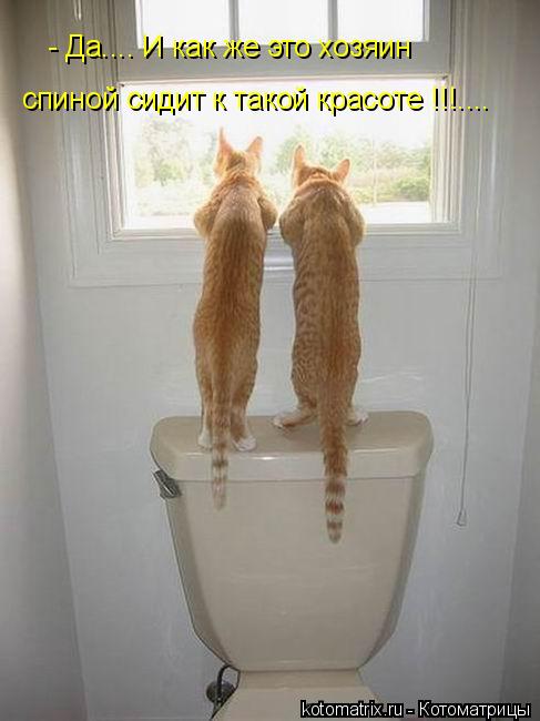 - Да.... И как же это хозяин спиной сидит к такой красоте !!!....... Котоматрица: - Да.... И как же это хозяин спиной сидит к такой красоте !!!....