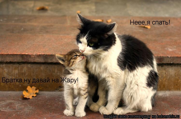 Котоматрица: Братка,ну давай на Жару! Неее,я спать!