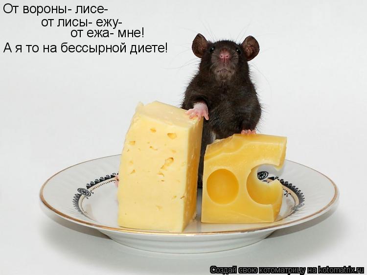 Котоматрица: От вороны- лисе- от лисы- ежу- от ежа- мне! А я то на бессырной диете!
