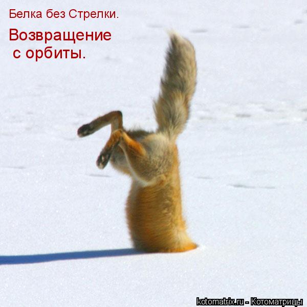 Белка.Возвращение с орбиты. Белка без Стрелки. Возвращение с орбиты.... Котоматрица: Белка.Возвращение с орбиты. Белка без Стрелки. Возвращение с орбиты.