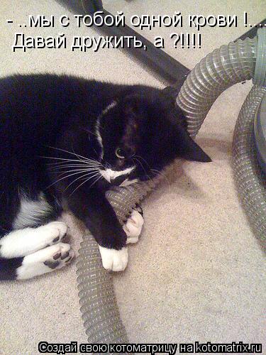 Котоматрица: - ..мы с тобой одной крови !.... Давай дружить, а ?!!!!