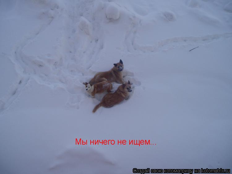 Котоматрица: Мы ничего не ищем...
