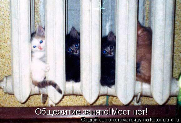 Котоматрица: Общежитие занято!Мест нет!