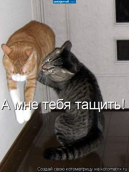 Котоматрица: Эх ты пьянь такая! А мне тебя тащить!