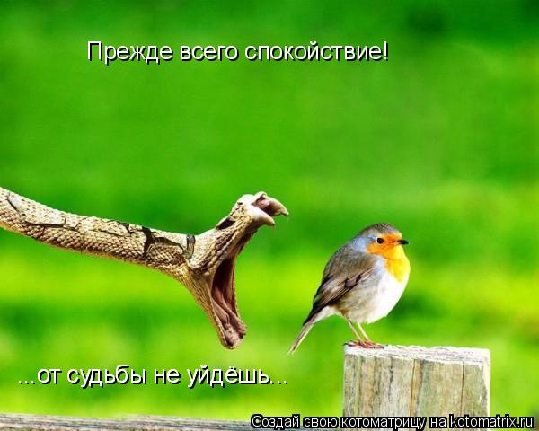 Котоматрица: Прежде всего спокойствие! ...от судьбы не уйдёшь... ...от судьбы не уйдёшь...