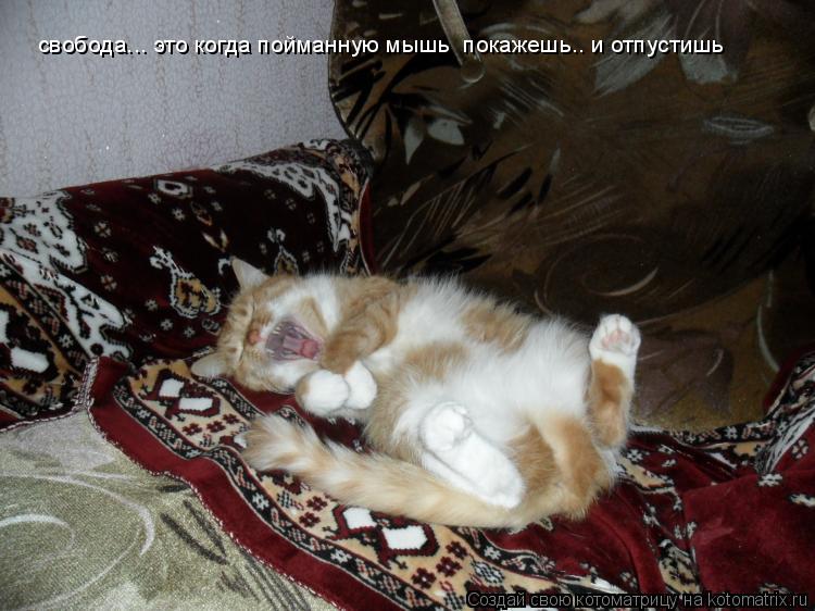 Котоматрица: свобода... это когда пойманную мышь  покажешь.. и отпустишь