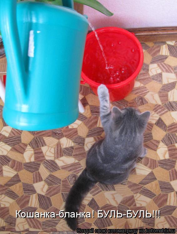 Котоматрица: Кошанка-бланка! БУЛЬ-БУЛЬ!!!