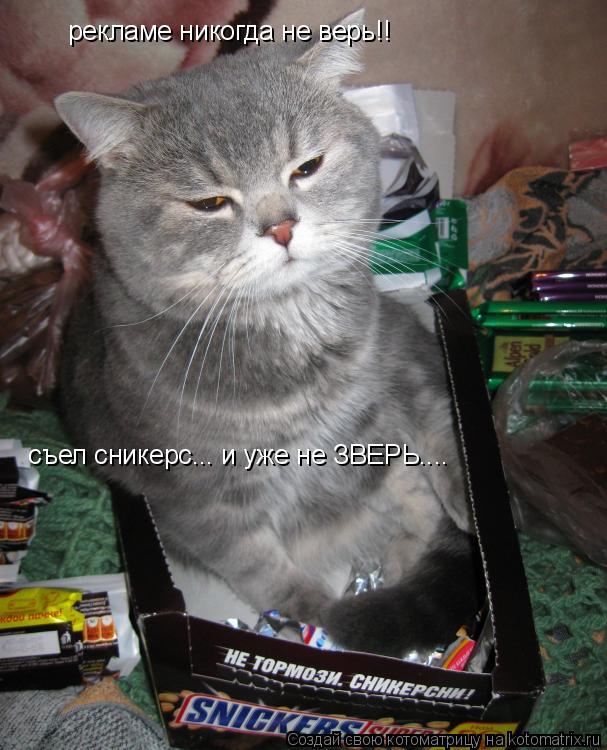 Котоматрица: рекламе никогда не верь!! съел сникерс... и уже не ЗВЕРЬ....