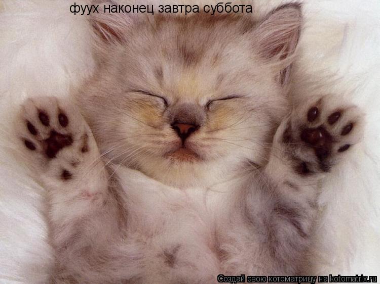 Котоматрица: фуух наконец завтра суббота