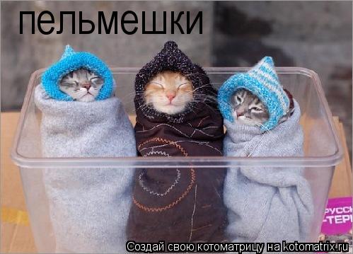 Котоматрица: пельмешки