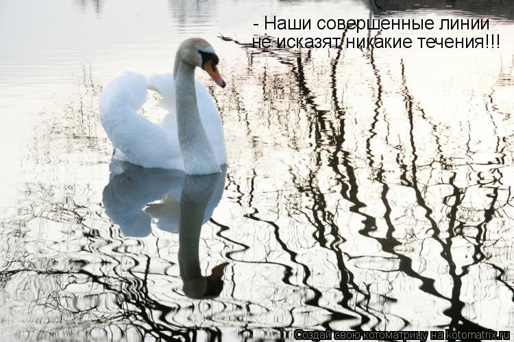Котоматрица: - Наши совершенные линии  не исказят никакие течения!!!