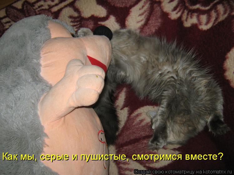 Котоматрица: Как мы, серые и пушистые, смотримся вместе?