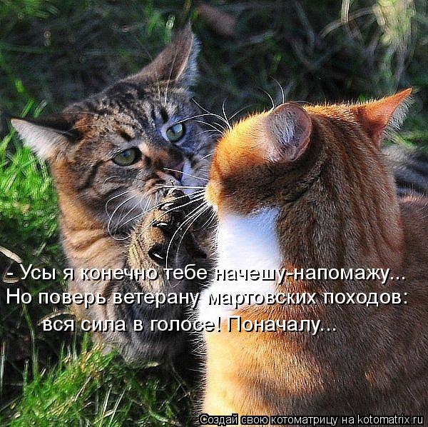 - Усы я конечно тебе начешу-напомажу... Но поверь ветерану мартовских походов: вся сила в голосе! Пон... Котоматрица: - Усы я конечно тебе начешу-напомажу... Но поверь ветерану мартовских походов: вся сила в голосе! Поначалу...