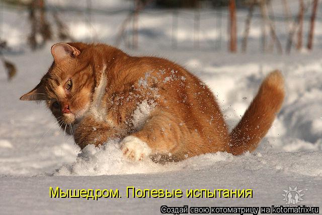 Котоматрица: Мышедром. Полевые испытания
