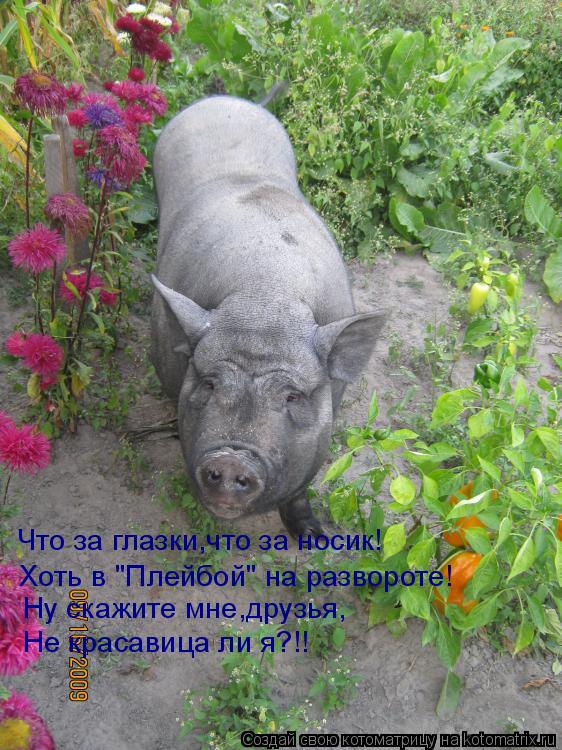 Что за глазки,что за носик! Хоть в "Плейбой" на развороте! Ну скажите мне,друзья, Не красавица ли я?!... Котоматрица: Что за глазки,что за носик! Хоть в "Плейбой" на развороте! Ну скажите мне,друзья, Не красавица ли я?!!