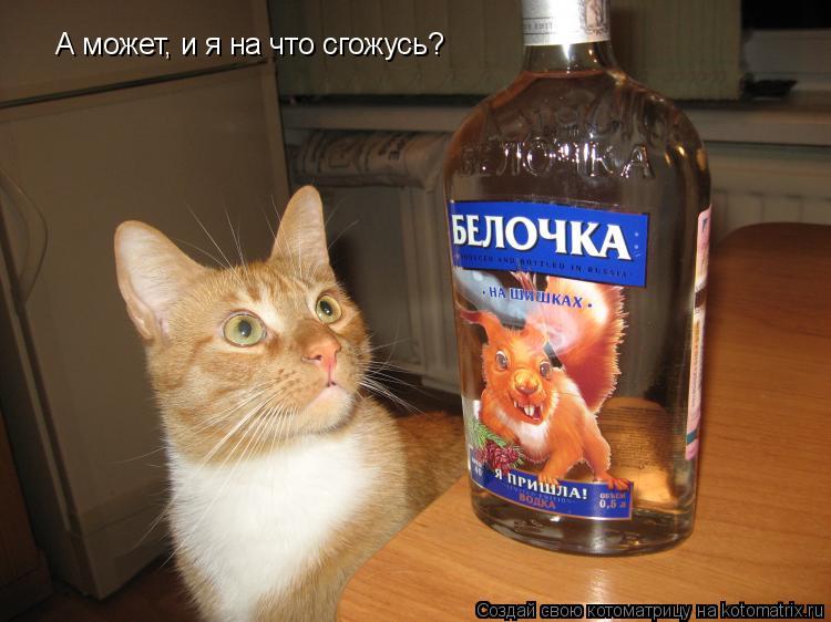 А может, и я на что сгожусь?... Котоматрица: А может, и я на что сгожусь?