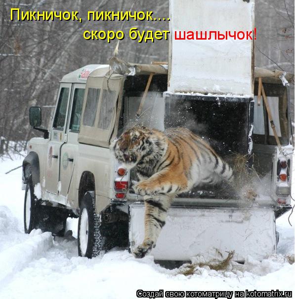 Пикничок, пикничок.... скоро будет шашлычок!... Котоматрица: Пикничок, пикничок.... скоро будет шашлычок!
