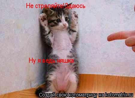 Не стреляйте!Здаюсь Ну я ведь няшка... Котоматрица: Не стреляйте!Здаюсь Ну я ведь няшка