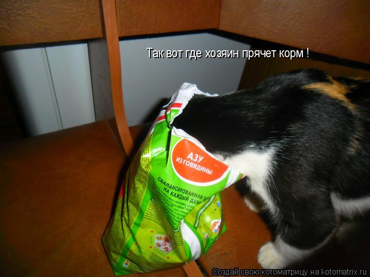 Так вот где хозяин прячет корм !... Котоматрица: Так вот где хозяин прячет корм !