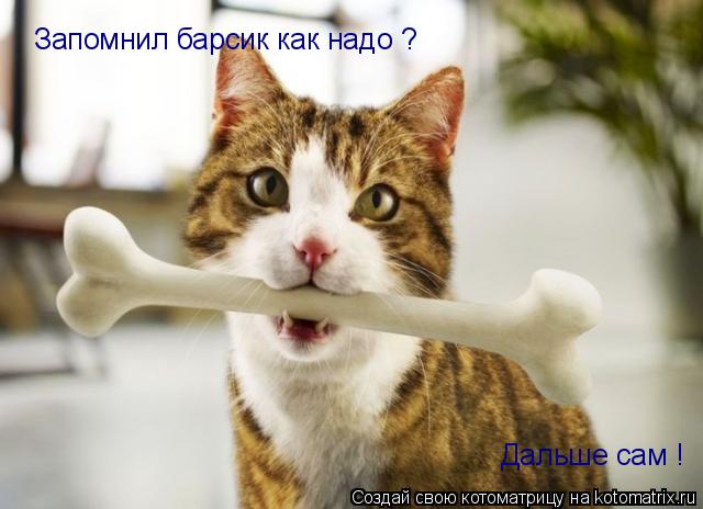 Запомнил барсик как надо ? Дальше сам !... Котоматрица: Запомнил барсик как надо ? Дальше сам !