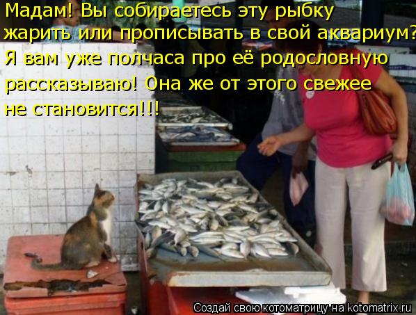 Мадам! Вы собираетесь эту рыбку жарить или прописывать в свой аквариум? Я вам уже полчаса про её род... Котоматрица: Мадам! Вы собираетесь эту рыбку жарить или прописывать в свой аквариум? Я вам уже полчаса про её родословную рассказываю! Она же от этого св