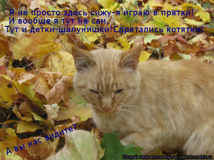 Я не просто здесь сижу-я играю в прятки! И вообще я тут не сам, Тут и детки-шалунишки!Спрятались котя... Котоматрица: Я не просто здесь сижу-я играю в прятки! И вообще я тут не сам, Тут и детки-шалунишки!Спрятались котятки! А вы нас видите?