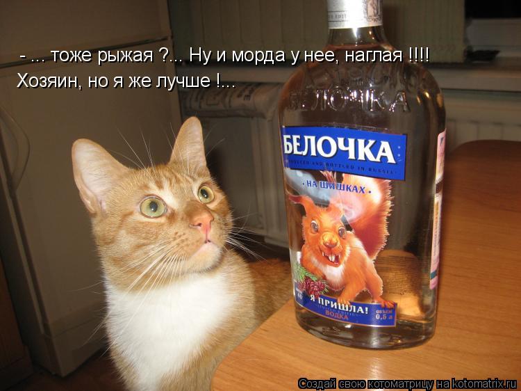 - ... тоже рыжая ?... Ну и морда у нее, наглая !!!! Хозяин, но я же лучше !...... Котоматрица: - ... тоже рыжая ?... Ну и морда у нее, наглая !!!! Хозяин, но я же лучше !...