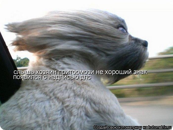 слышь хозяин притормози не хороший знак появился с надписью дпс... Котоматрица: слышь хозяин притормози не хороший знак появился с надписью дпс