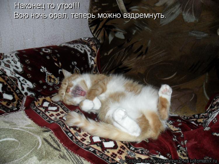 Наконец то утро!!! Всю ночь орал, теперь можно вздремнуть.... Котоматрица: Наконец то утро!!! Всю ночь орал, теперь можно вздремнуть.