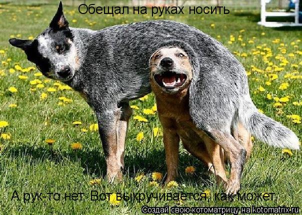 Обещал на руках носить А рук-то нет. Вот выкручивается, как может.... Котоматрица: Обещал на руках носить А рук-то нет. Вот выкручивается, как может.