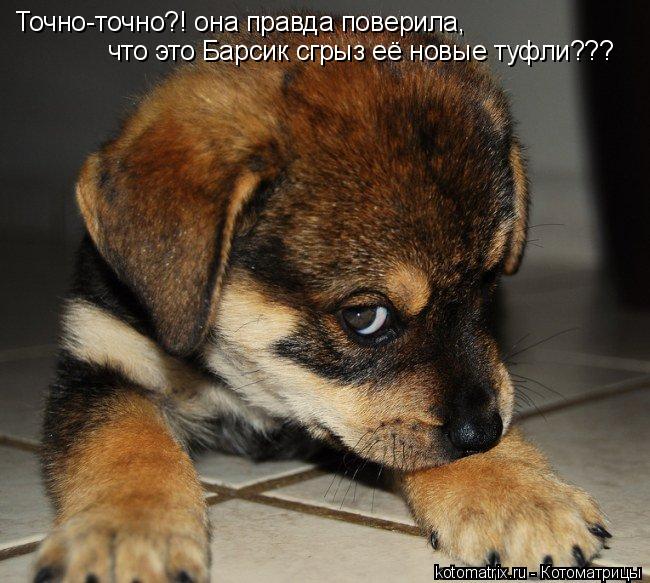 Точно-точно?! она правда поверила, что это Барсик сгрыз её новые туфли???... Котоматрица: Точно-точно?! она правда поверила, что это Барсик сгрыз её новые туфли???