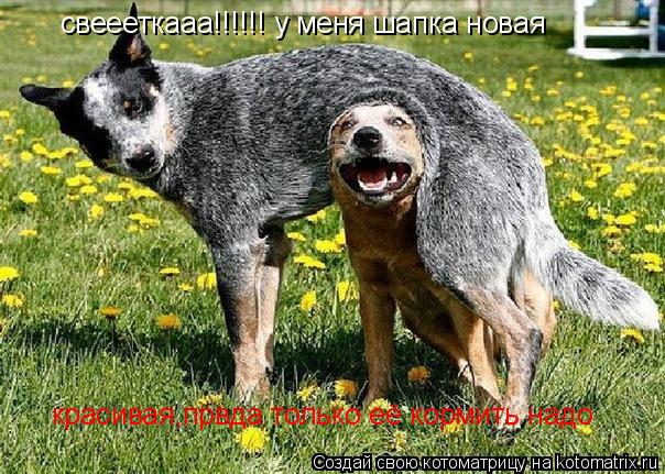 свеееткааа!!!!!! у меня шапка новая красивая,првда только её кормить надо... Котоматрица: свеееткааа!!!!!! у меня шапка новая красивая,првда только её кормить надо
