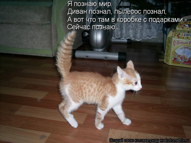 Я познаю мир. Диван познал, пылесос познал, А вот что там в коробке с подарками - Сейчас познаю...... Котоматрица: Я познаю мир. Диван познал, пылесос познал, А вот что там в коробке с подарками - Сейчас познаю...