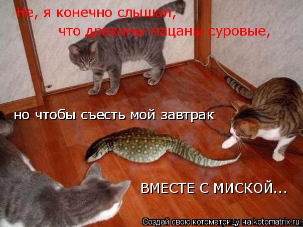 Котоматрица: Не, я конечно слышал, что драконы-пацаны суровые, но чтобы съесть мой завтрак ВМЕСТЕ С МИСКОЙ...
