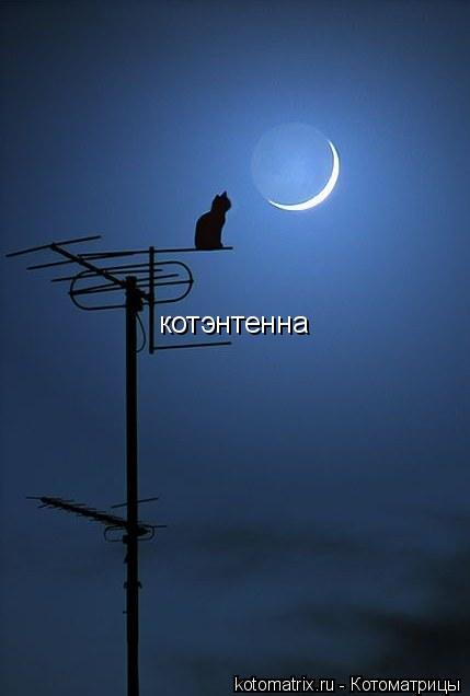 Котоматрица: котэнтенна