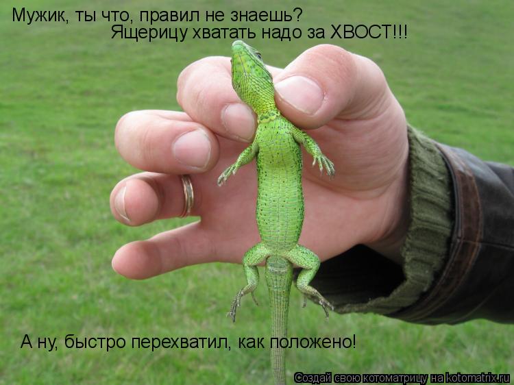 Мужик, ты что, правил не знаешь? Ящерицу хватать надо за ХВОСТ!!! А ну, быстро перехватил, как положе... Котоматрица: Мужик, ты что, правил не знаешь? Ящерицу хватать надо за ХВОСТ!!! А ну, быстро перехватил, как положено!