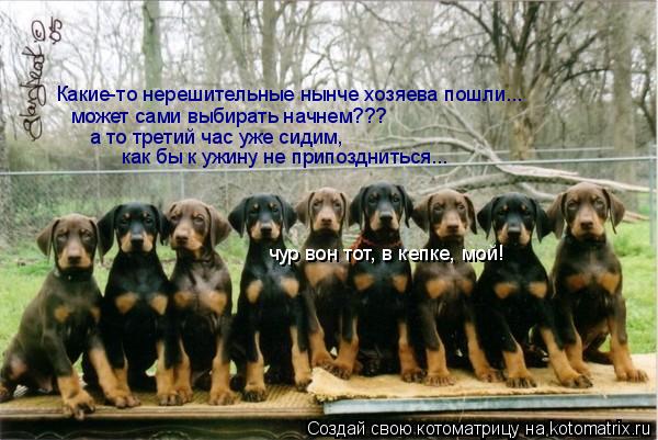 Котоматрица: Какие-то нерешительные нынче хозяева пошли... может сами выбирать начнем???  а то третий час уже сидим,  как бы к ужину не припоздниться... чур в