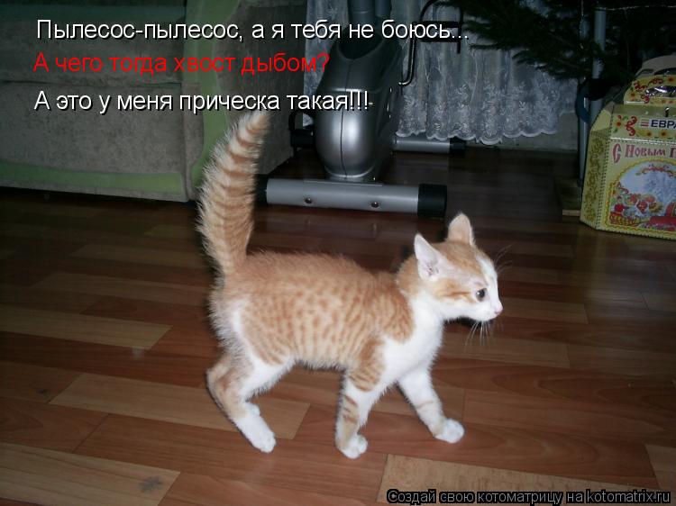 Котоматрица: Пылесос-пылесос, а я тебя не боюсь... А чего тогда хвост дыбом? А это у меня прическа такая!!!
