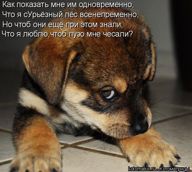 Как показать мне им одновременно, Что я сУрьёзный пёс всенепременно, Но чтоб они ещё при этом знали, ... Котоматрица: Как показать мне им одновременно, Что я сУрьёзный пёс всенепременно, Но чтоб они ещё при этом знали, Что я люблю,чтоб пузо мне чесали?