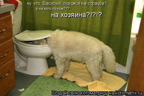 Котоматрица: ну что, Василий, похож я на страуса? а на кого похож??? на хозяина?!?!?